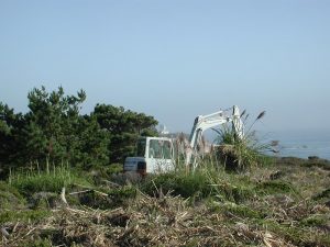 Pillar Point Bluff invasive plant removal for POST