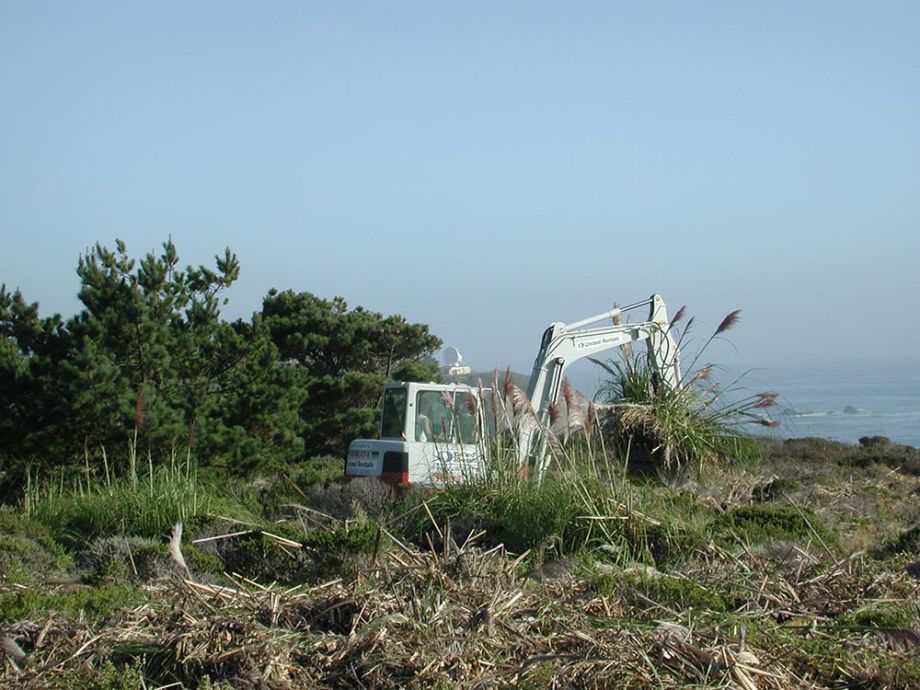 Pillar Point Bluff invasive plant removal for POST