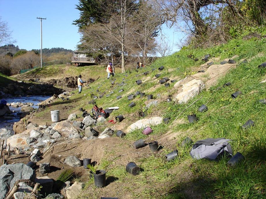 contract native plant growing