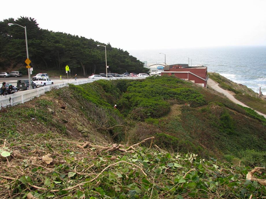 Lands End habitat restoration for GGNPC - before