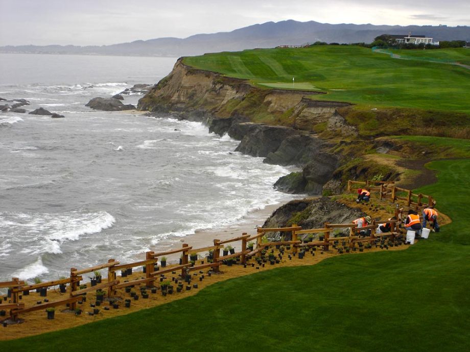 Go Native staff planting native grasses on coastal bluffs near Ritz-Carlton Half Moon Bay