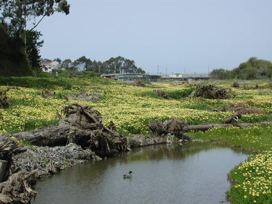 Pacifica State Beach estuary