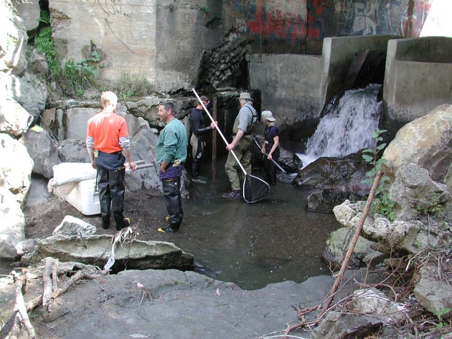 Steelhead were blocked at Capistrano Bridge