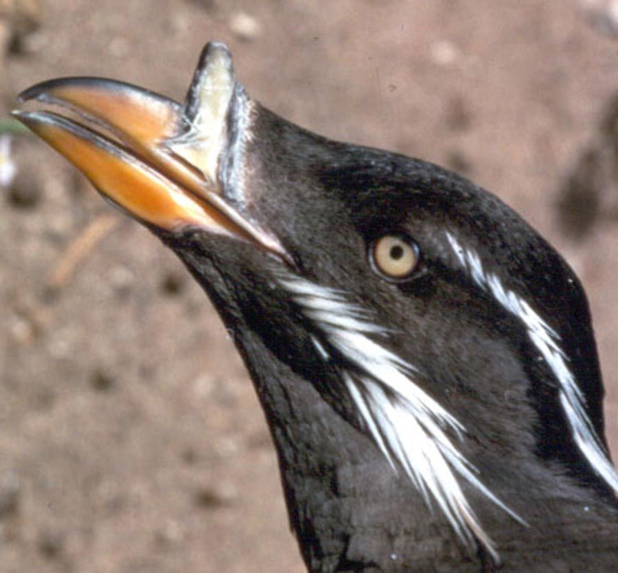 Rhinoceros Auklet on Año Nuevo Island