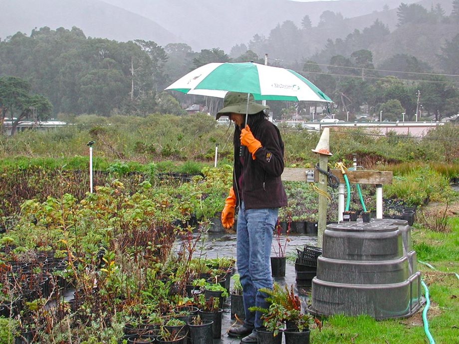 dedicated employee at Go Native wholesale native plant nursery in Montara, California